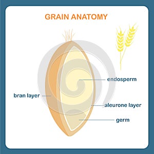 Grain anatomy scheme. Wreath grain, endosperm, bran layer, aleurone layer, germ photo
